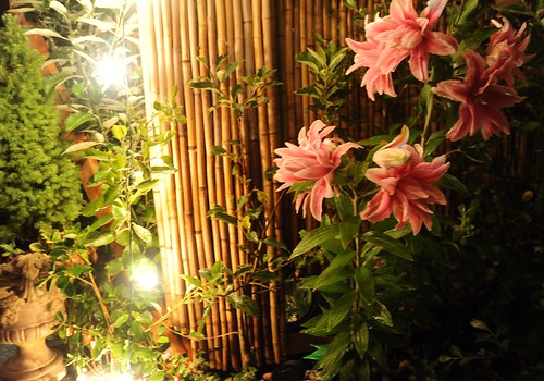 Faery lights are strong here in A Garden for the Buddha, trophy planter with Italian tree, little apple tree, bamboo fence, double pink lilies in full bloom, Seattle, Washington, USA by Wonderlane