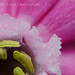 Red Campion (Silene dioica) flower