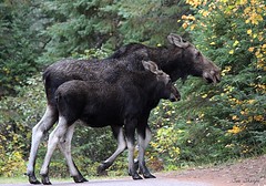 Moose and Deer and Elk
