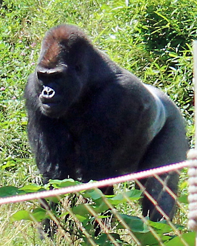 Zoo 4 - Gorilla