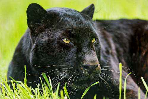 Khan in the grasses by Tambako the Jaguar