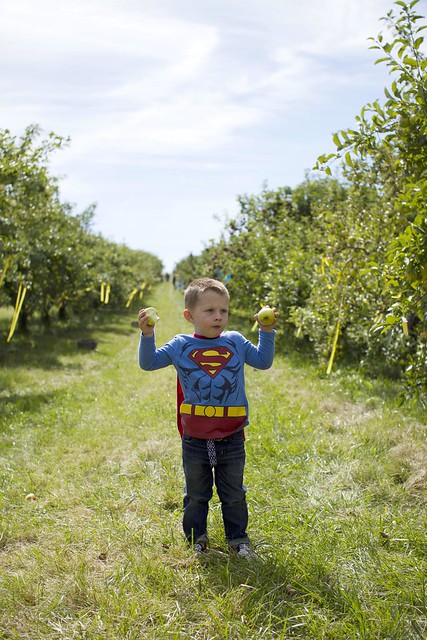 apple picking_58