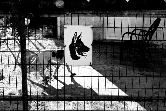 Dog - Animals in Streets