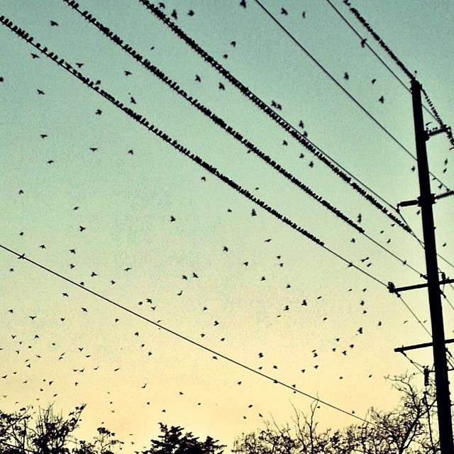 Birds on a wire.
