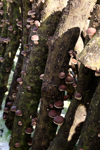 採段木香菇