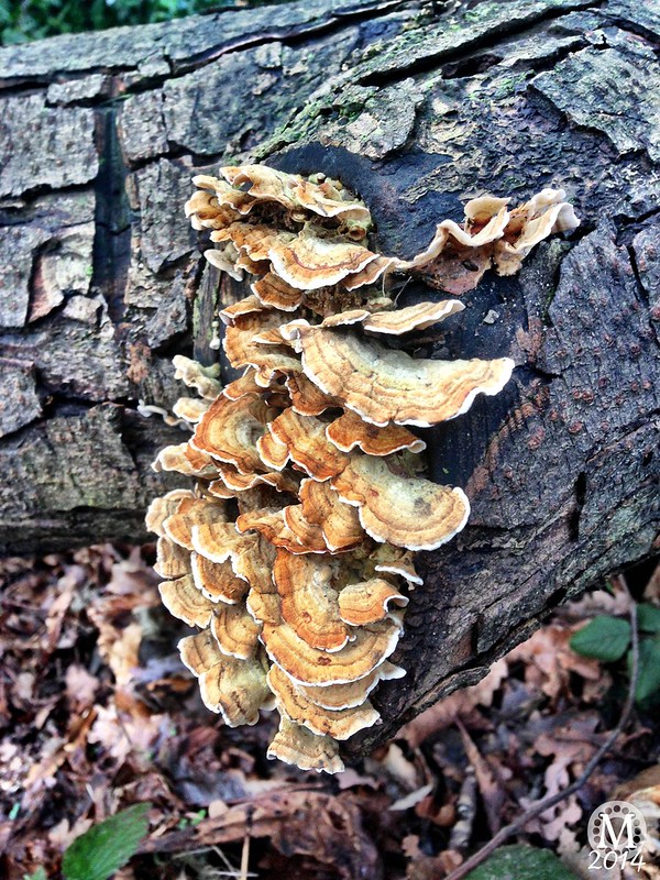 Mushrooms ~ Fungi