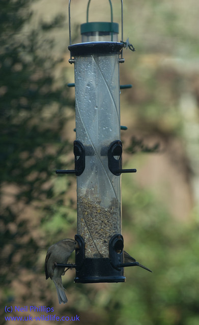 sparrows seed feeder