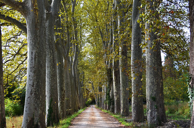 Plane trees, Rellainne, Provence