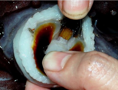 鞭魷的口球中發達的喙及口內的齒舌。圖片拍攝：李坤瑄