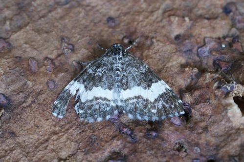 White-banded Carpet (Spargania luctuata)