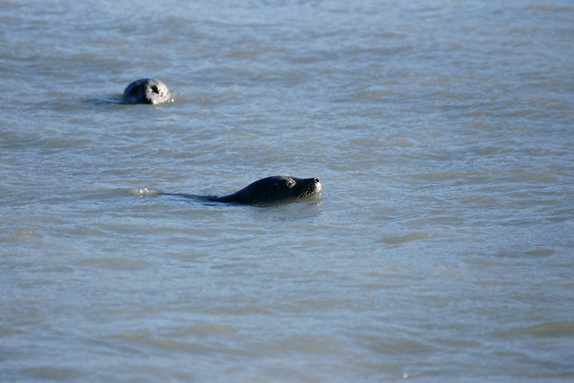 02-Seals&Salmon-17