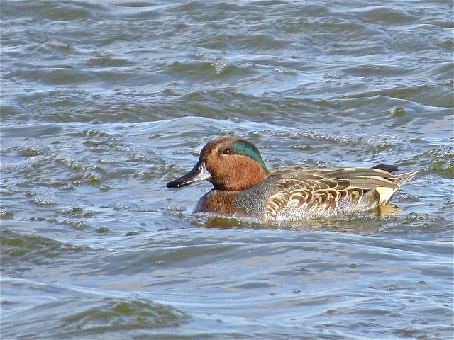 Green-winged Teal at the Gridley Wastewater Treatment Ponds in McLean County, IL 03