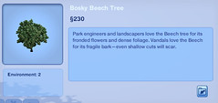 Bosky Beech Tree