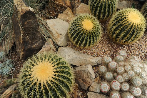 Cactus, stones, sand, Volunteer Park Conservatory, Capitol Hill, Seattle, Washington, USA by Wonderlane