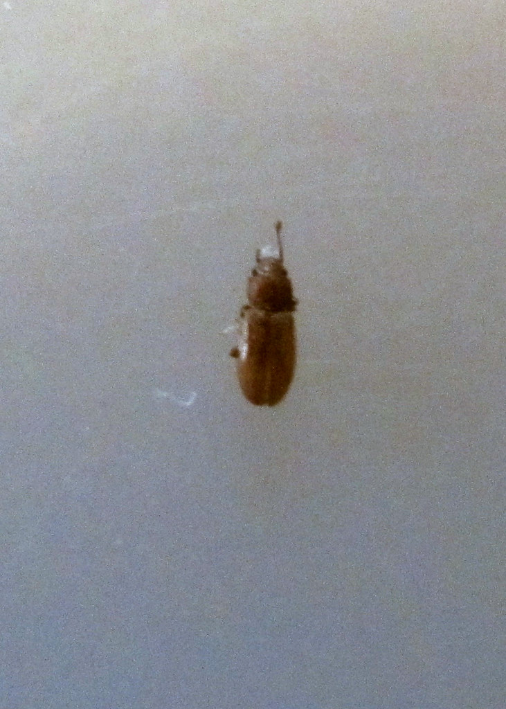 Need Help with Identification [a: beetle] Â« Got Bed Bugs? Bedbugger ...