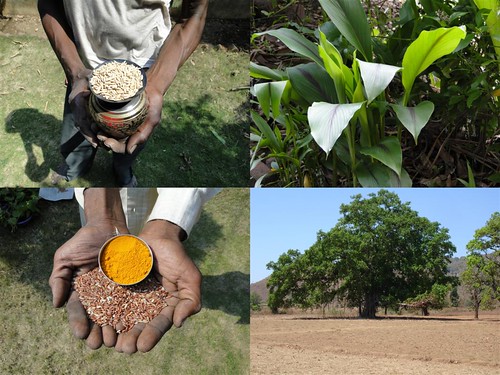 Medicinal Rice Formulations for Diabetes Complications and Heart Diseases (TH Group-38) from Pankaj Oudhia’s Medicinal Plant Database by Pankaj Oudhia