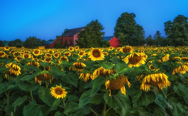 Sunflower field just after sunrise