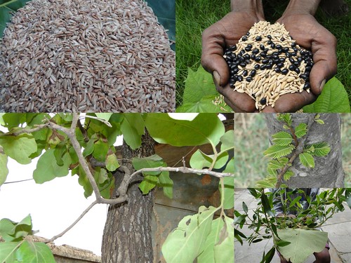 Indigenous Medicinal Rice Formulations for Cancer and Diabetes Complications, Heart, Spleen and Kidney Diseases (TH Group-110 special) from Pankaj Oudhia’s Medicinal Plant Database by Pankaj Oudhia