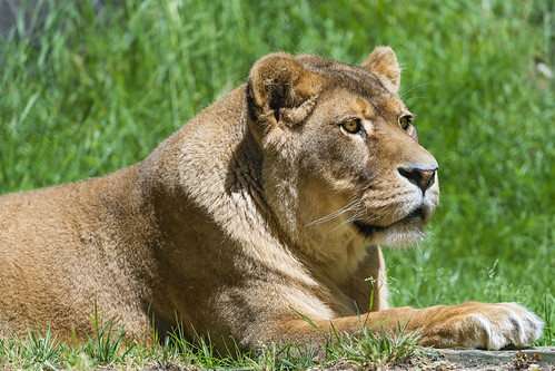 Relaxed lioness on the grass by Tambako the Jaguar