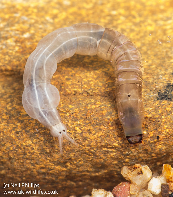 Pedicia hairy cranefly larva