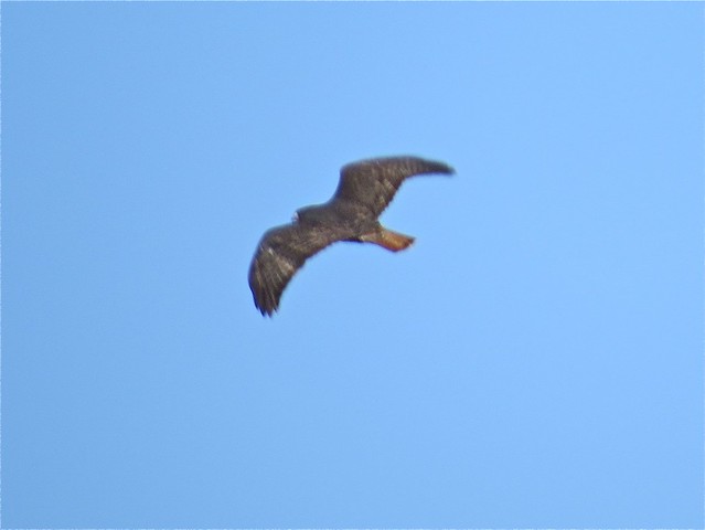 Harlan's X Western/Eastern Red-tailed Intergrade in McLean County, IL 01