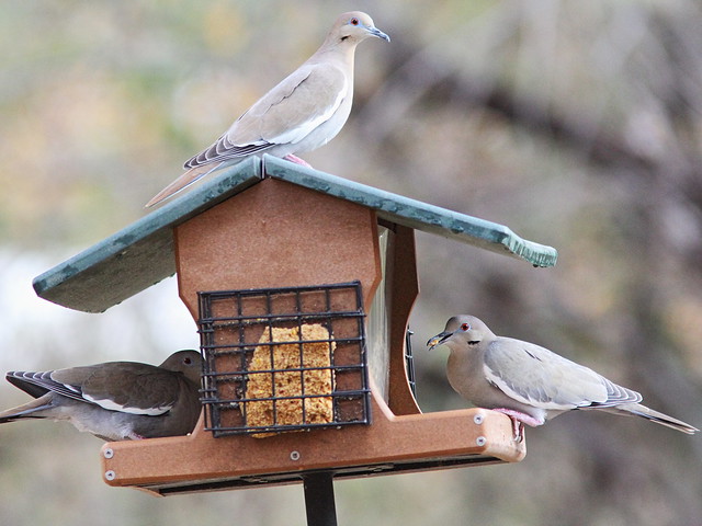 White-winged Doves 20131105
