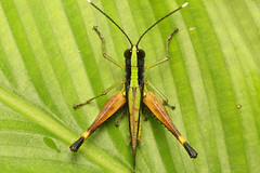 Gafanhotos (Grasshopper)