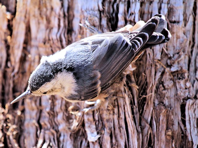 White-breasted Nuthatch 20130619