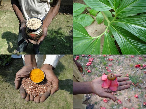 Medicinal Rice Formulations for Diabetes Complications and Heart Diseases (TH Group-47 special) from Pankaj Oudhia’s Medicinal Plant Database by Pankaj Oudhia
