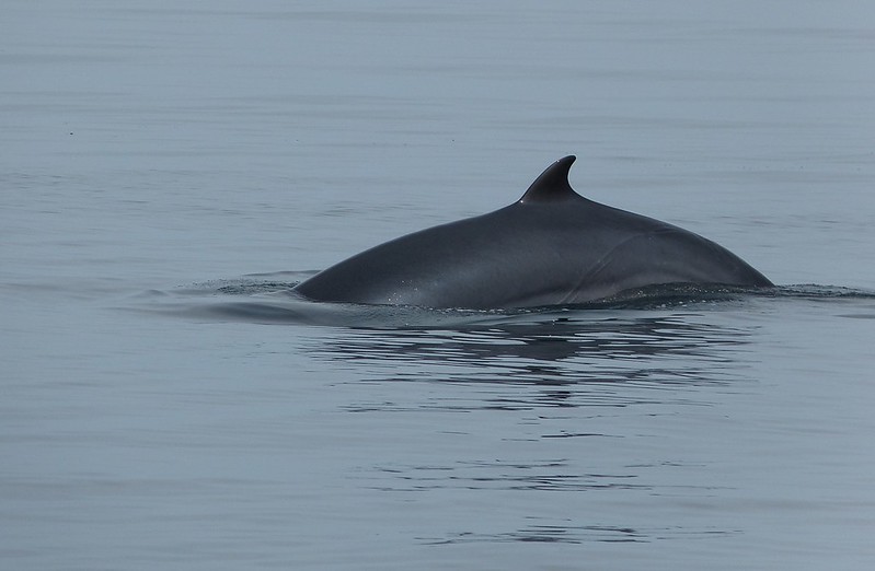 P1050526_2 - Minke Whale, Isle of Mull