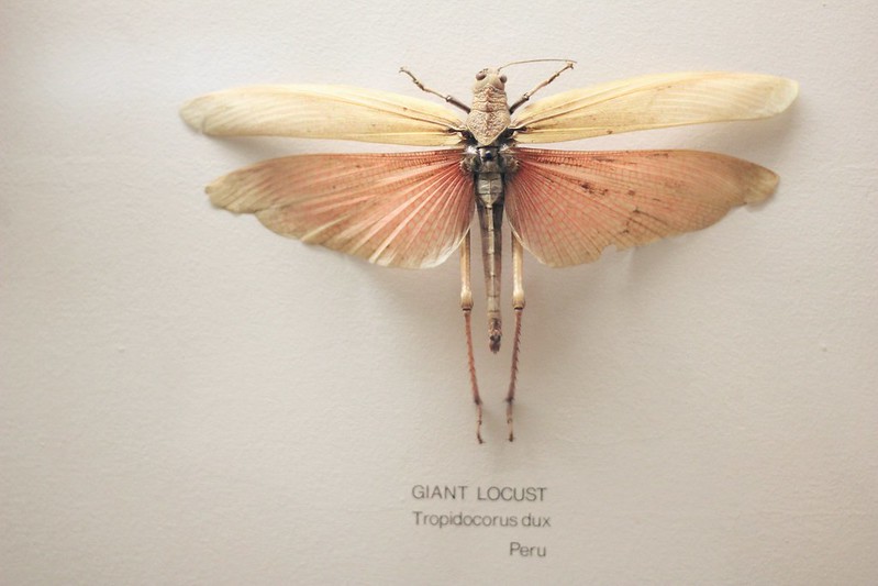 giant locust