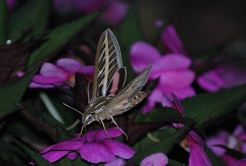 Hummingbird Moth by mikemac29