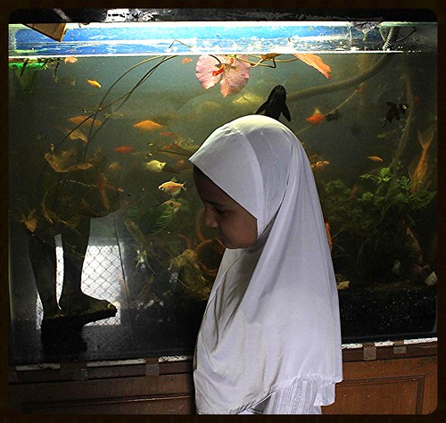 Marziyas Fish Tank by firoze shakir photographerno1