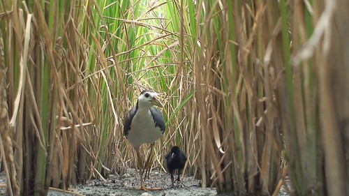 白腹秧雞的出現見證了台灣農業生態價值。（圖片來源：新竹林管處）