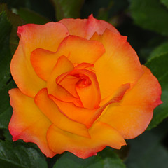 Central Park Roses 6-1-2012A
