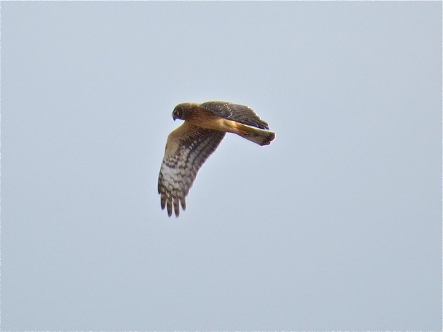 Northern Harrier at Gridley Wastewater Treatment Ponds in McLean County, IL 01