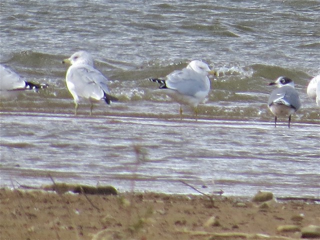 Franklin's Gull and Ring-billed Gulls at Evergreen Lake in McLean County 02
