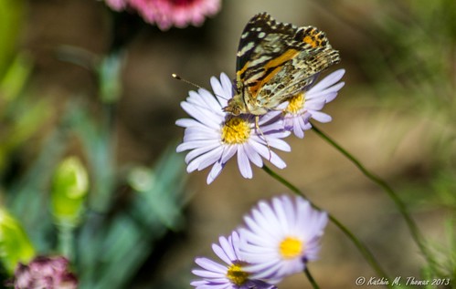 Butterfly on daisy