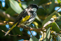 Aussie Birds
