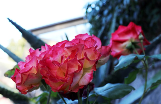 Ruffled Sunset Roses - 1/3/2014