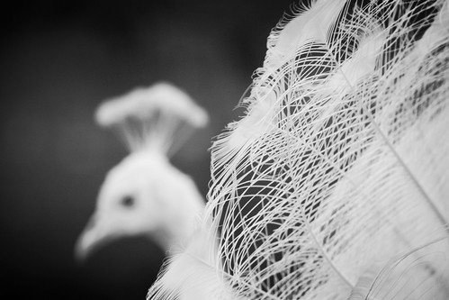 White feathers by MandoBarista