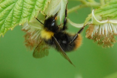 unnamed bumblebee #4