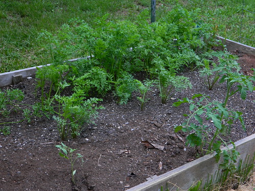 Carrots and Tomatoes