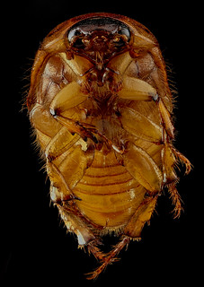 June bug 1, U, Underside, Upper Marlboro, MD_2013-07-03-14.53.57 ZS PMax