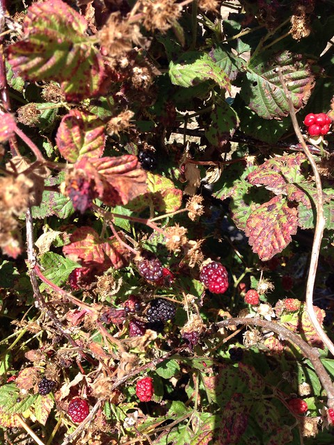 Berry picking near Santa Cruz