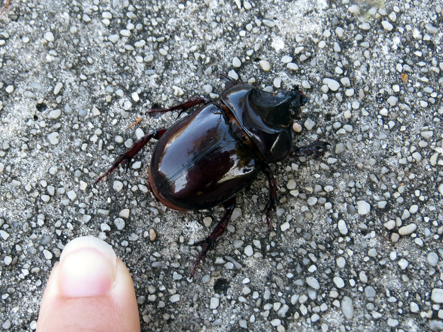 Rhinoceros beetle sp