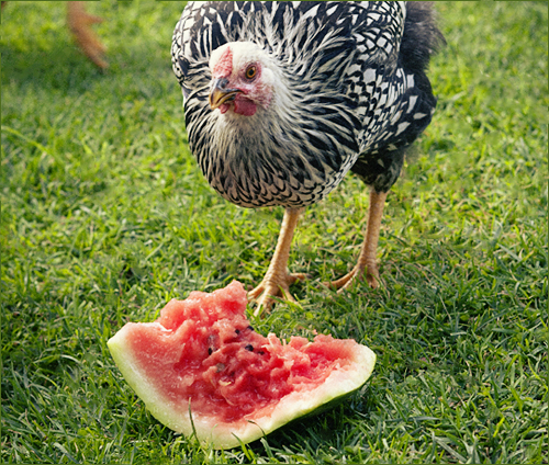 chickens w watermelon