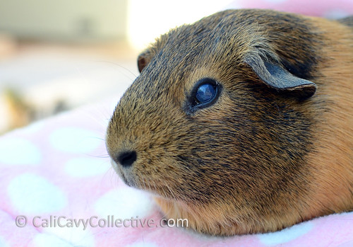 A closeup of our guinea pig Belka's injured eye.