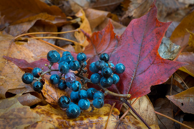 Berries, Autumn, Fall, Leaves, Blue, Red, Maple Leaf, 