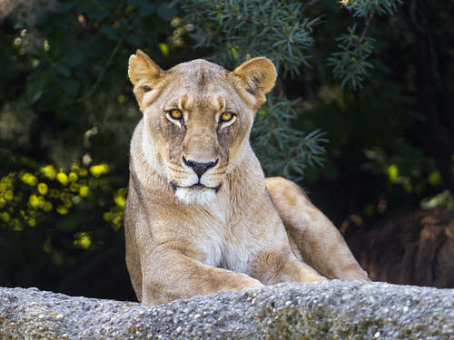 Lioness seriously looking at me by Tambako the Jaguar